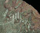 Large Multiple Moroccan Crinoid Plate #1836-3
